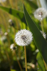 Image showing Dandelion