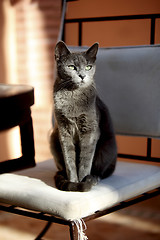 Image showing Carthusian cat in the sun