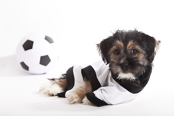 Image showing Puppy with Germany jersey