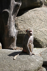 Image showing Baboon sitting on a rock
