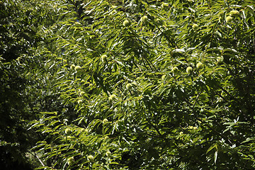 Image showing Chestnuts on the tree