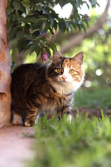 Image showing Curious cat