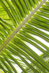 Image showing Closeup of beautiful palm trees 