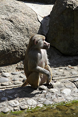 Image showing Baboon sitting on a rock