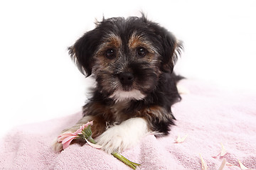 Image showing Young Terrier Mix on the blanket