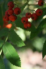 Image showing Ashberries