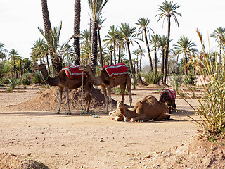 Image showing Dromedaries in the West Sahara