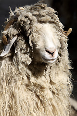 Image showing Ram with curly hair