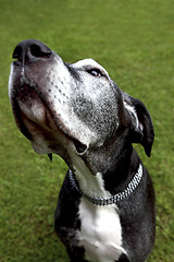 Image showing German mastiff