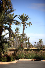 Image showing Palm trees in Marrakech