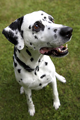 Image showing Face of a Dalmatian dog