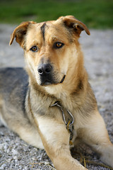 Image showing Attentive German shepherd dog