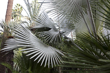 Image showing Jardin Majorelle