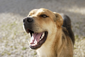 Image showing Laughing Shepherd dog 