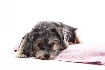 Image showing Young Terrier Mix lying on the blanket