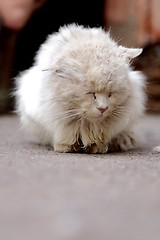 Image showing Poor and ill stray cat