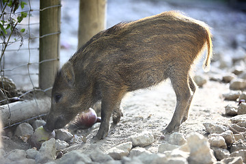 Image showing Young wild boar