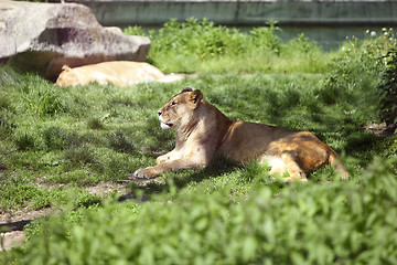 Image showing Relaxing lioness in the zoo