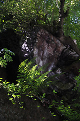 Image showing Chestnuts on the tree