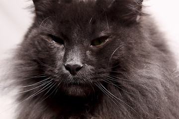 Image showing Longhair cat
