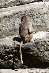Image showing Baboon sitting on a rock