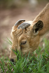 Image showing Portrait of a african goat