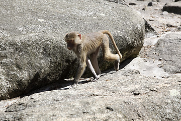 Image showing Baboon sitting on a rock