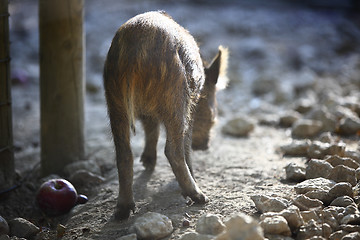 Image showing Young wild boar