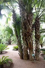 Image showing Jardin Majorelle