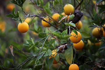 Image showing Orange trees in Morocco