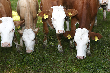 Image showing Herd of cows