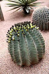 Image showing Jardin Majorelle