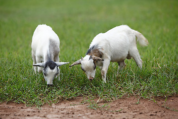 Image showing Portrait of african goats