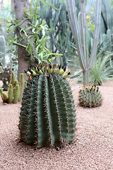 Image showing Jardin Majorelle