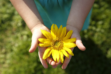 Image showing Small girl holds beautiful sunflower in her hands