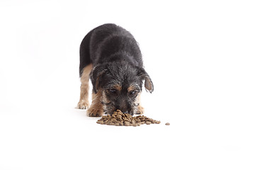 Image showing Young Terrier Mix eats dog food