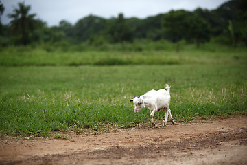 Image showing Portrait of a african goat