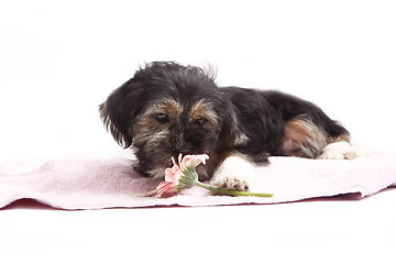 Image showing Young Terrier Mix on the blanket
