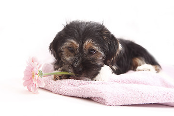 Image showing Young Terrier on the blanket