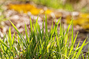 Image showing Yellow moss