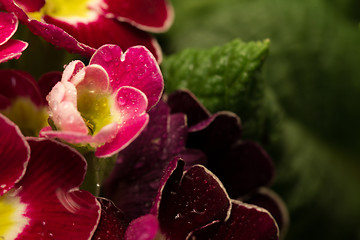 Image showing Flower petals