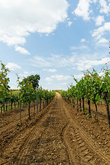 Image showing Tokay grapes