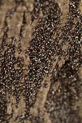 Image showing Bugs on the trunk