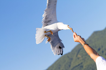 Image showing Seagull