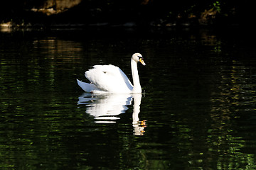Image showing Beautiful swan 