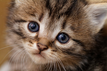 Image showing Cute kitten