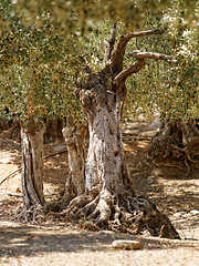 Image showing Grece, Thassos