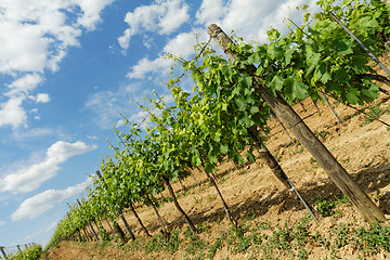 Image showing Tokay grapes