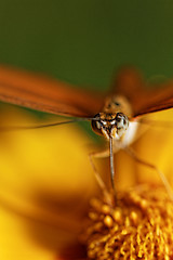 Image showing Orange butterfly