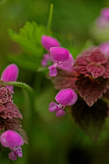 Image showing Beautiful flower